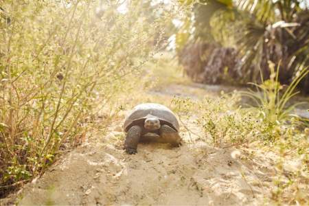 Gopher tortoise walking across the sand towards the camera in Florida