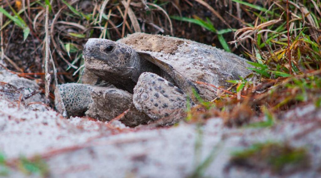 Gopher Tortoise Relocation In FL Steps, Costs & Services