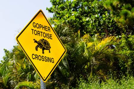 Yellow sign that says "Gopher Tortoise Crossing"