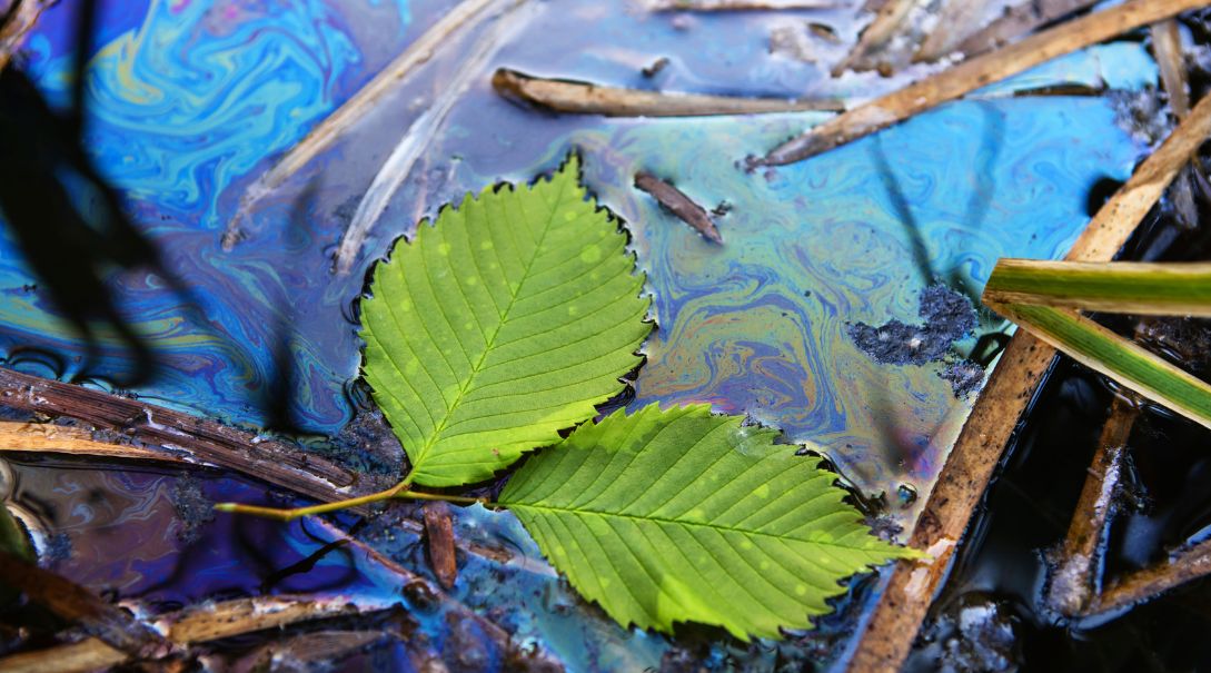 A leaf floating on top of a diesel spill