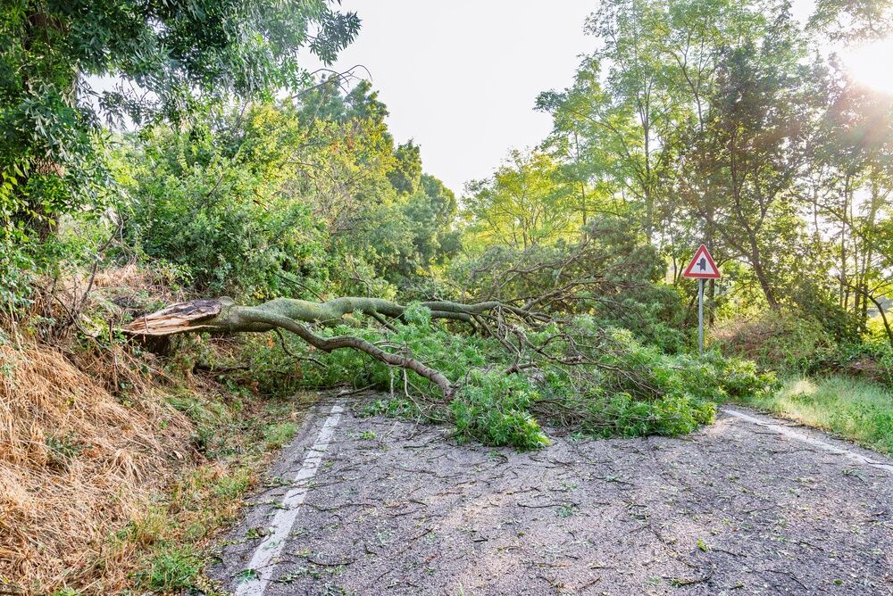 A fallen tree blocking an access road